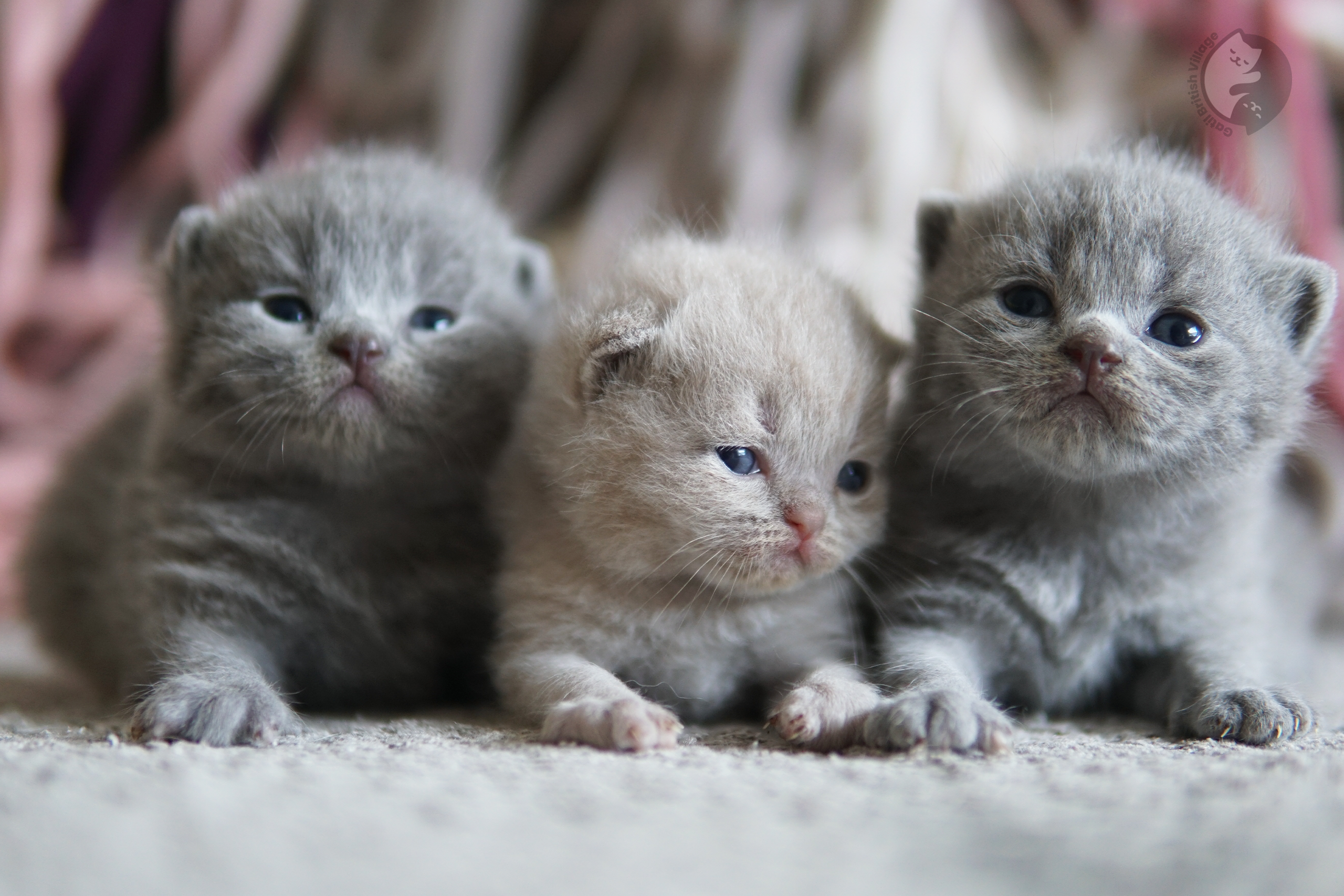 Gatinho observando movimento ao redor