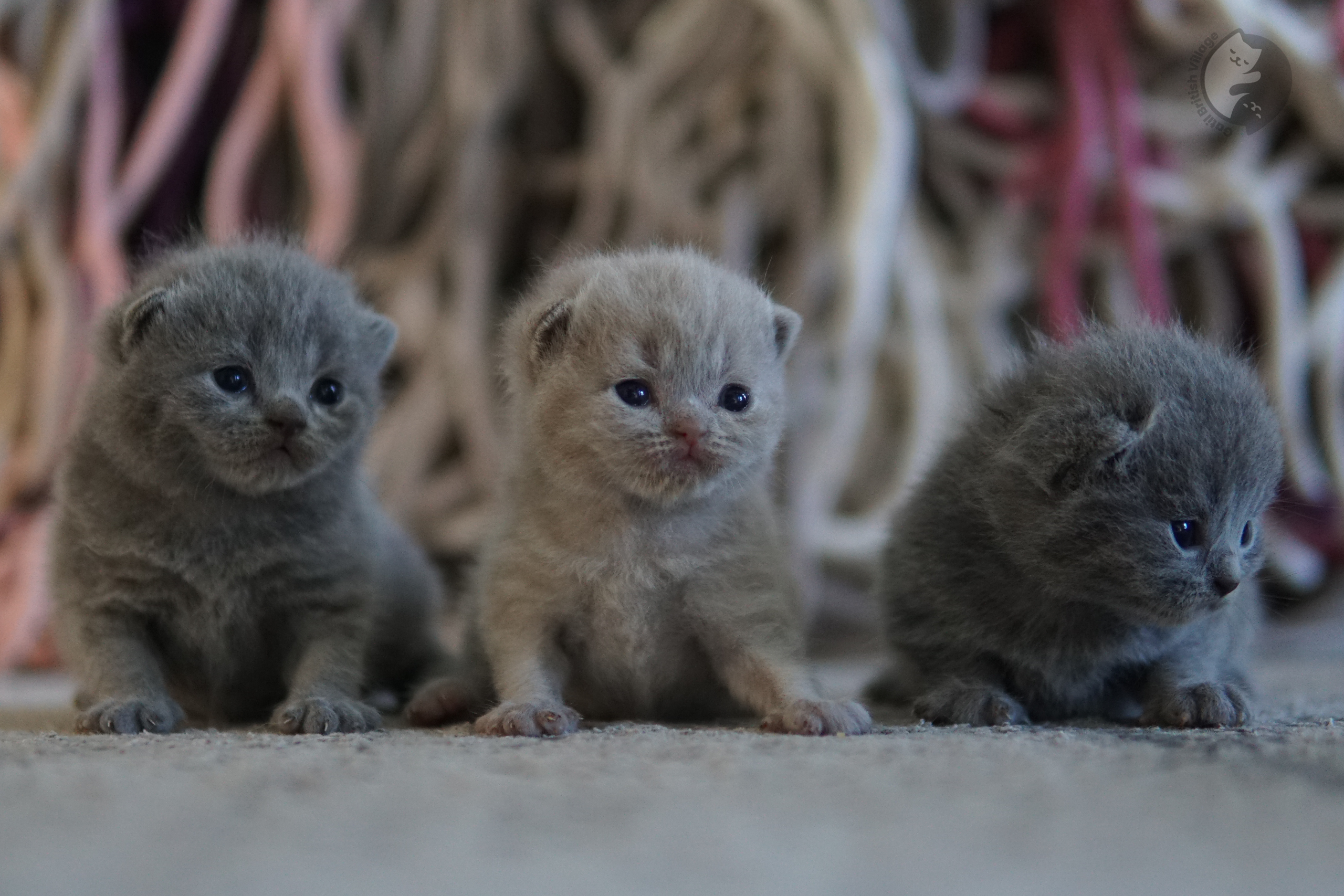 Filhote dormindo entre cobertas
