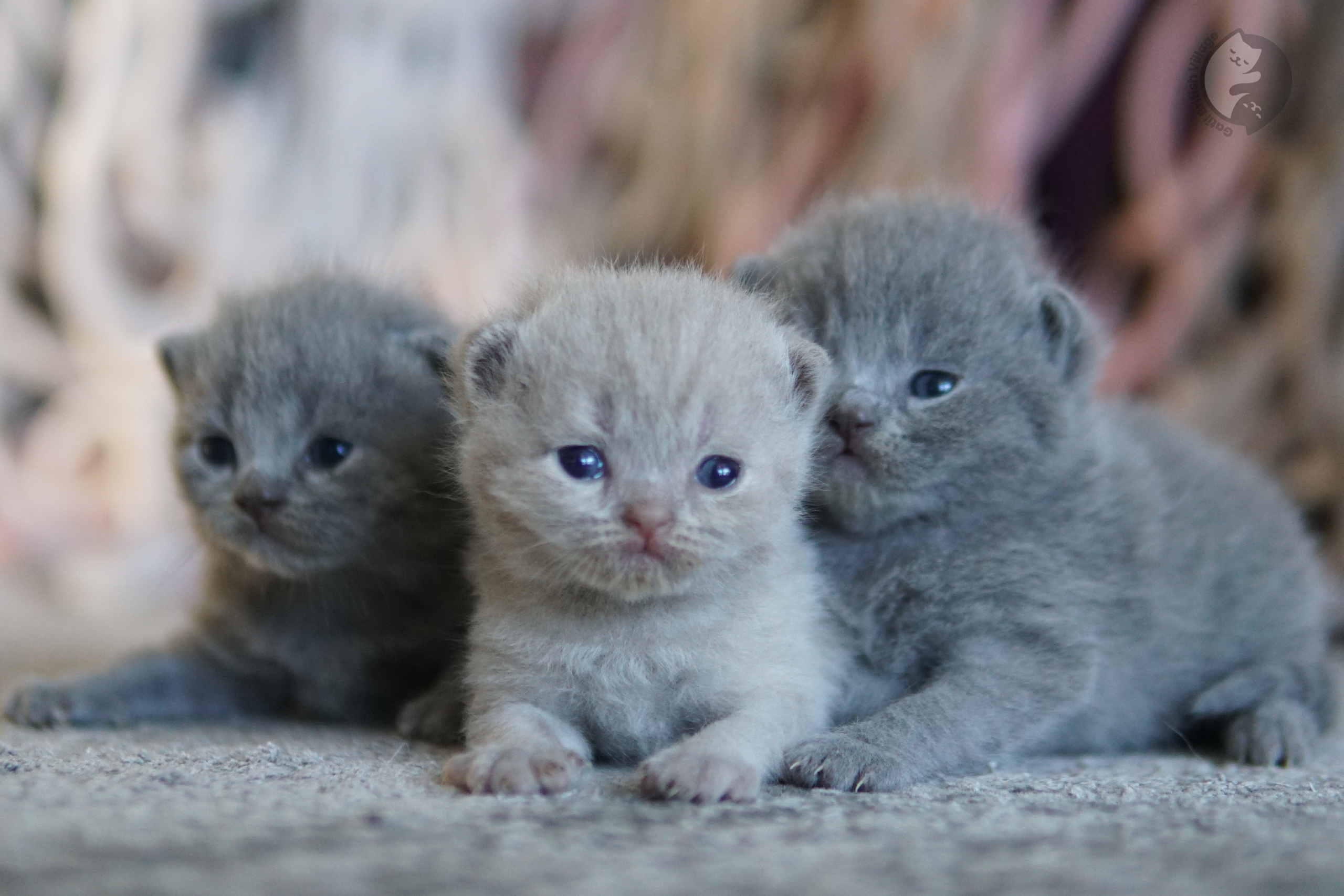 Filhote com olhos brilhantes