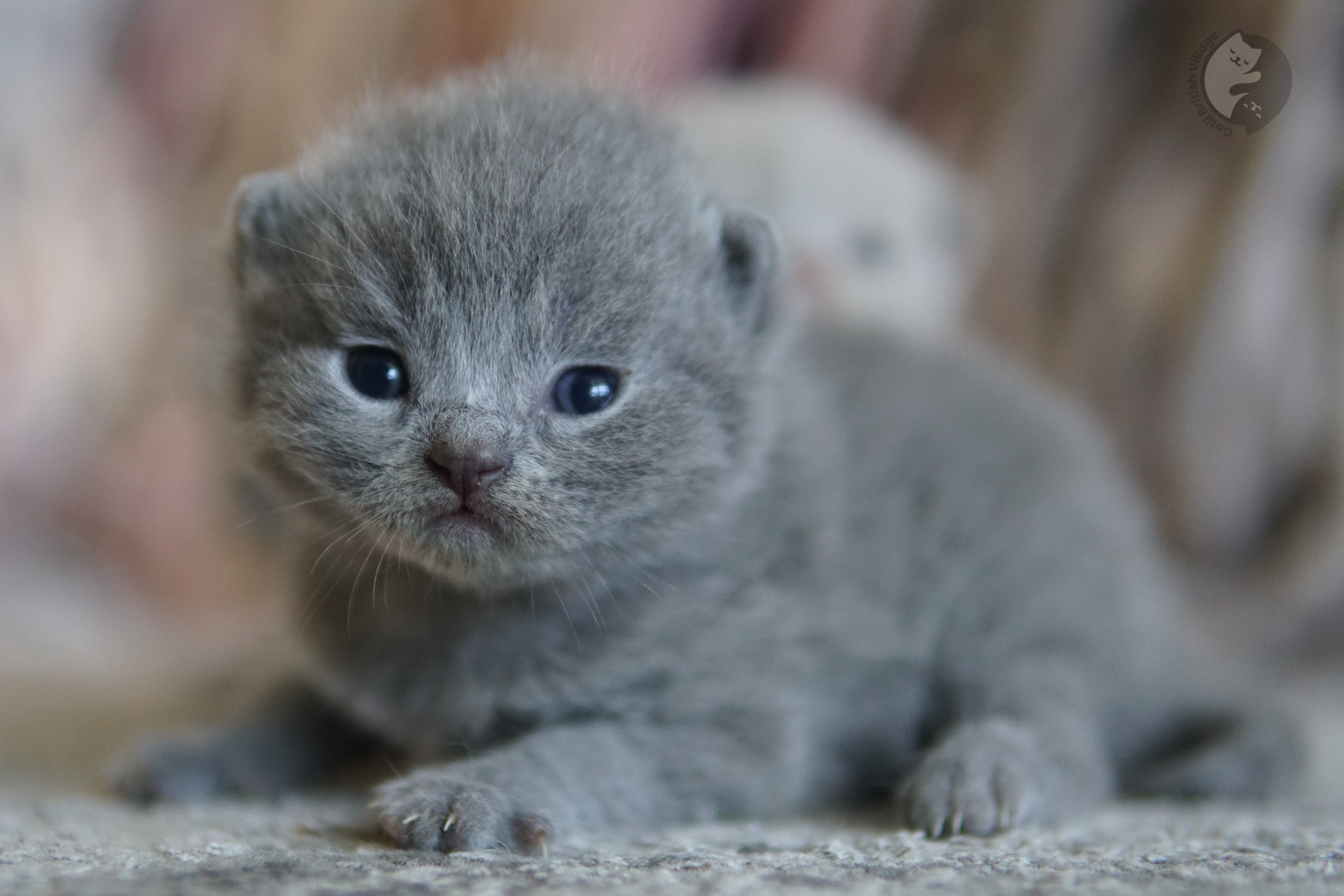 Filhote com patas esticadas