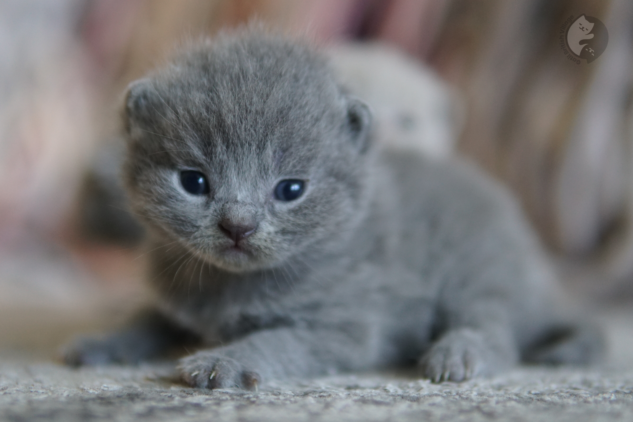 Filhote repousando sob manta