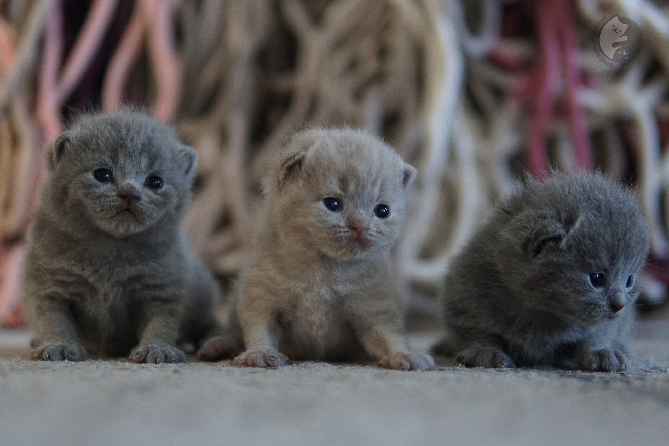 Nariz e focinho de gatinho em destaque