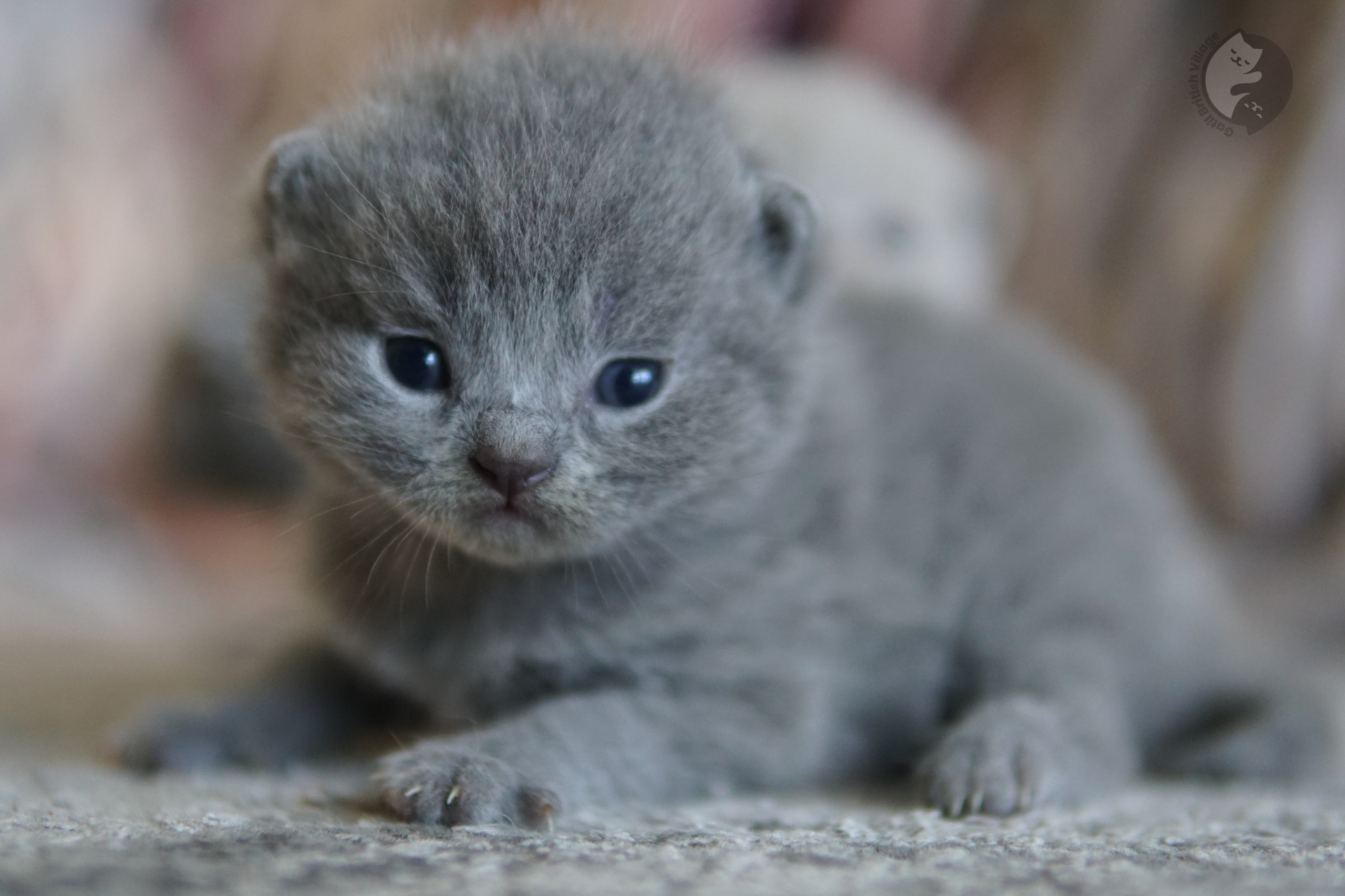Pelagem densa e fofa de gatinho