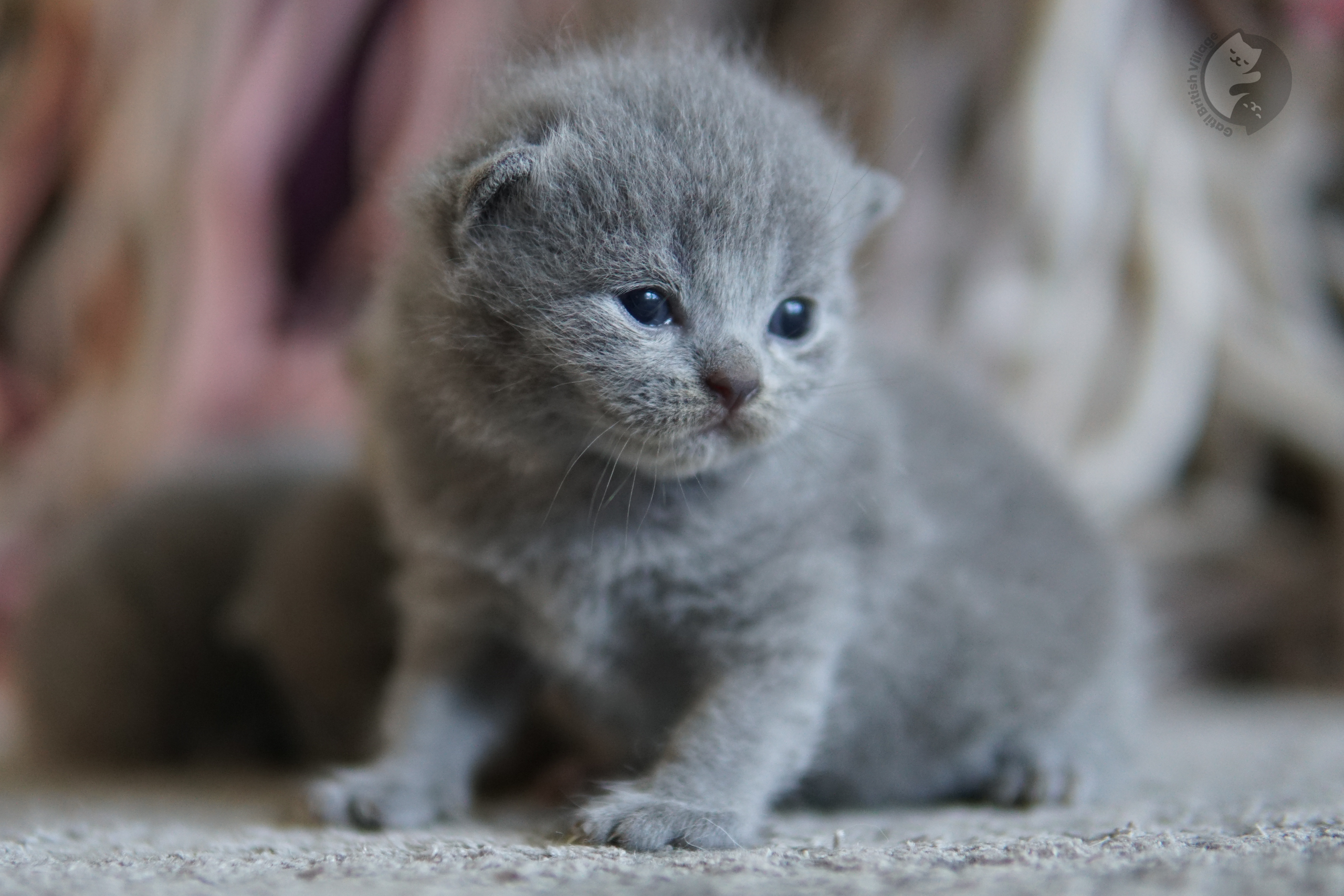Orelhas levantadas em alerta