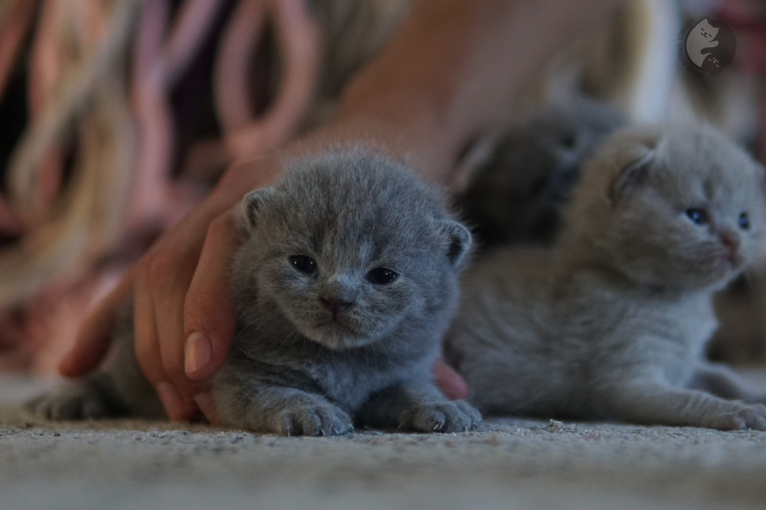 Gatinho em posição de brincadeira