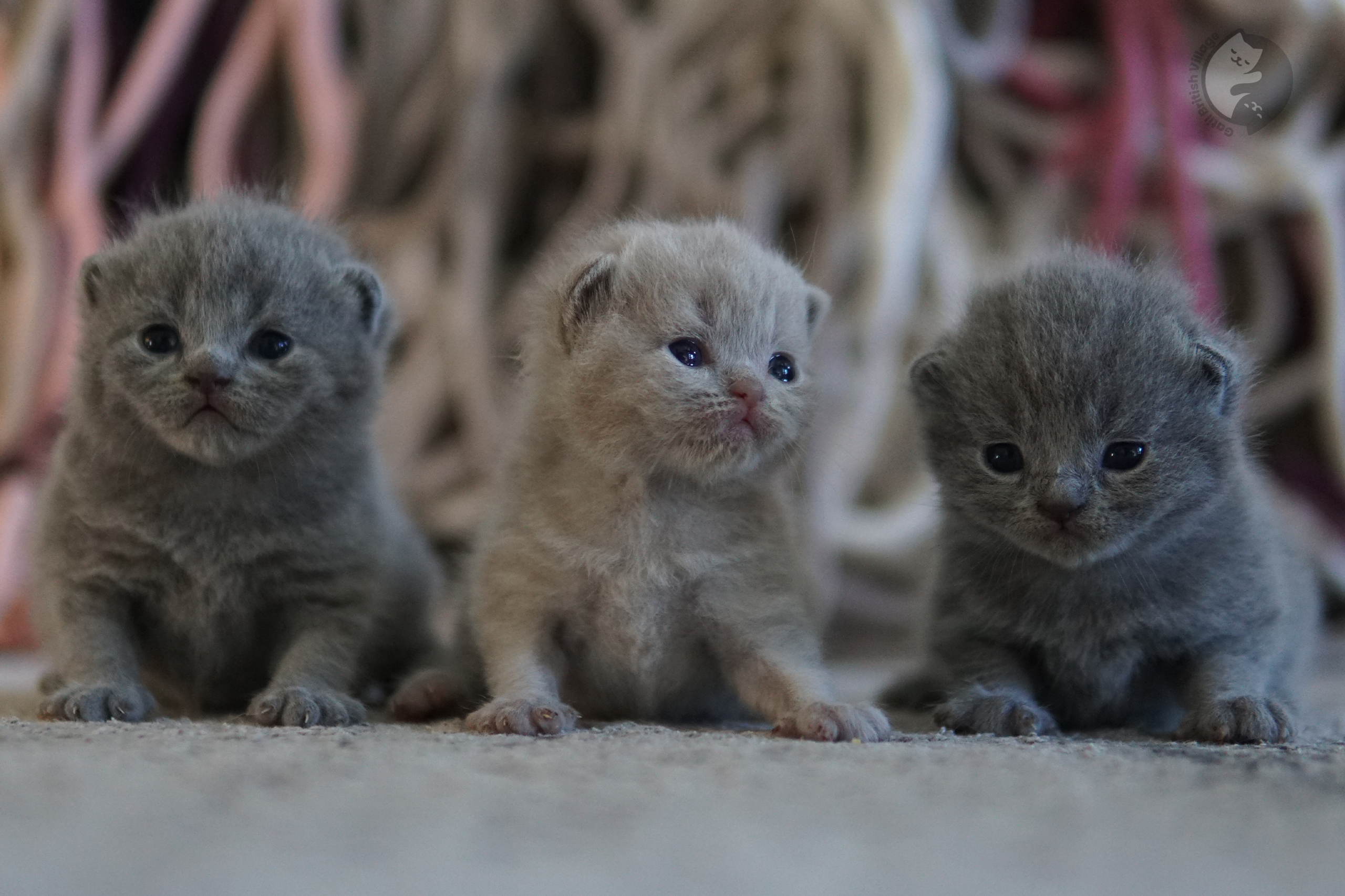 Filhote pronto para brincar