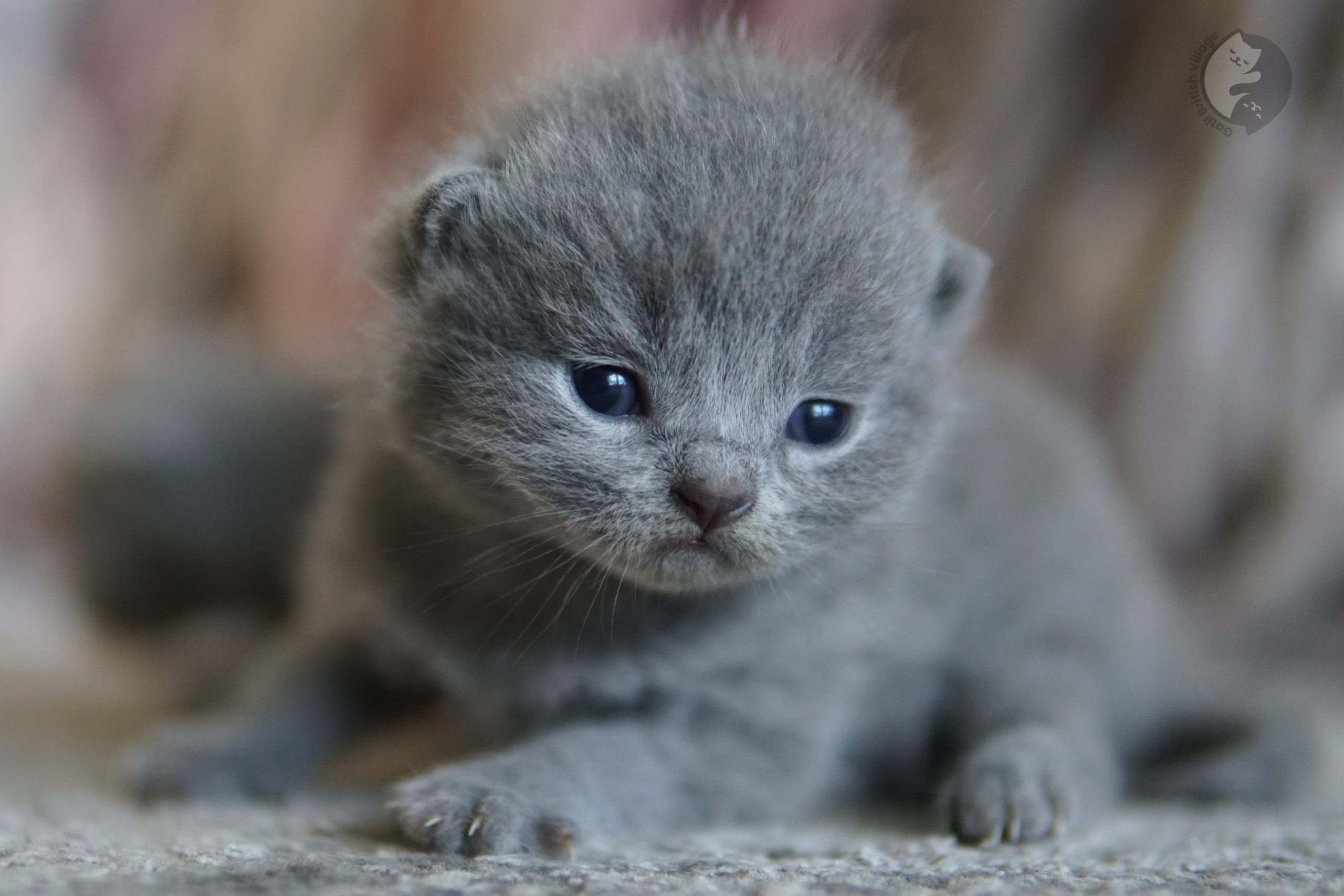 Filhote de pelagem cinza intensa