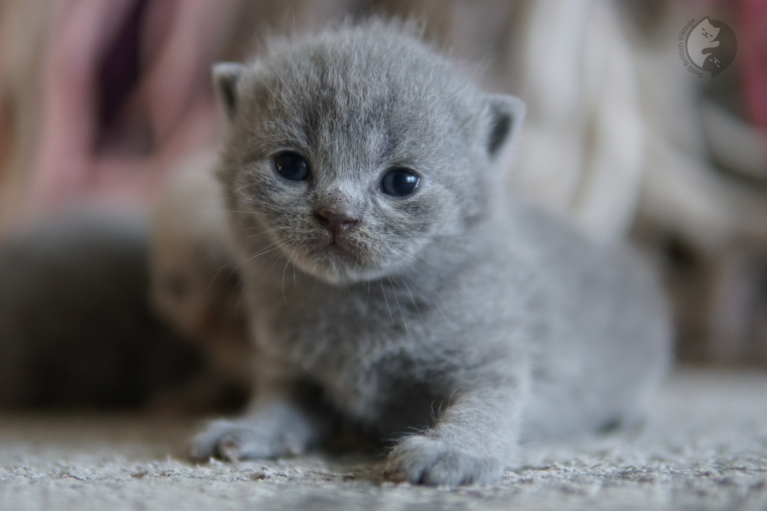 Filhote com olhar meigo