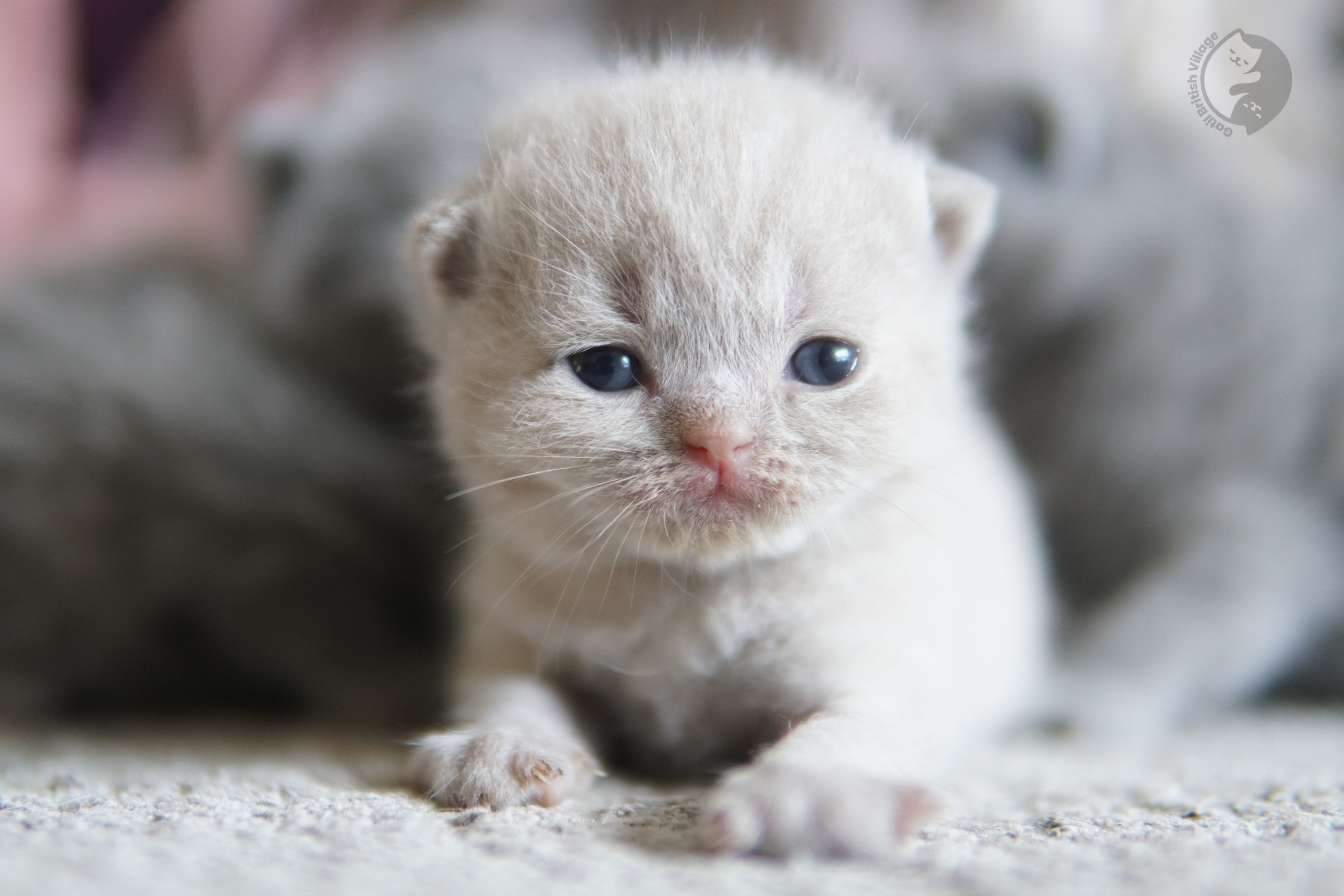 Gatinho cheirando manta