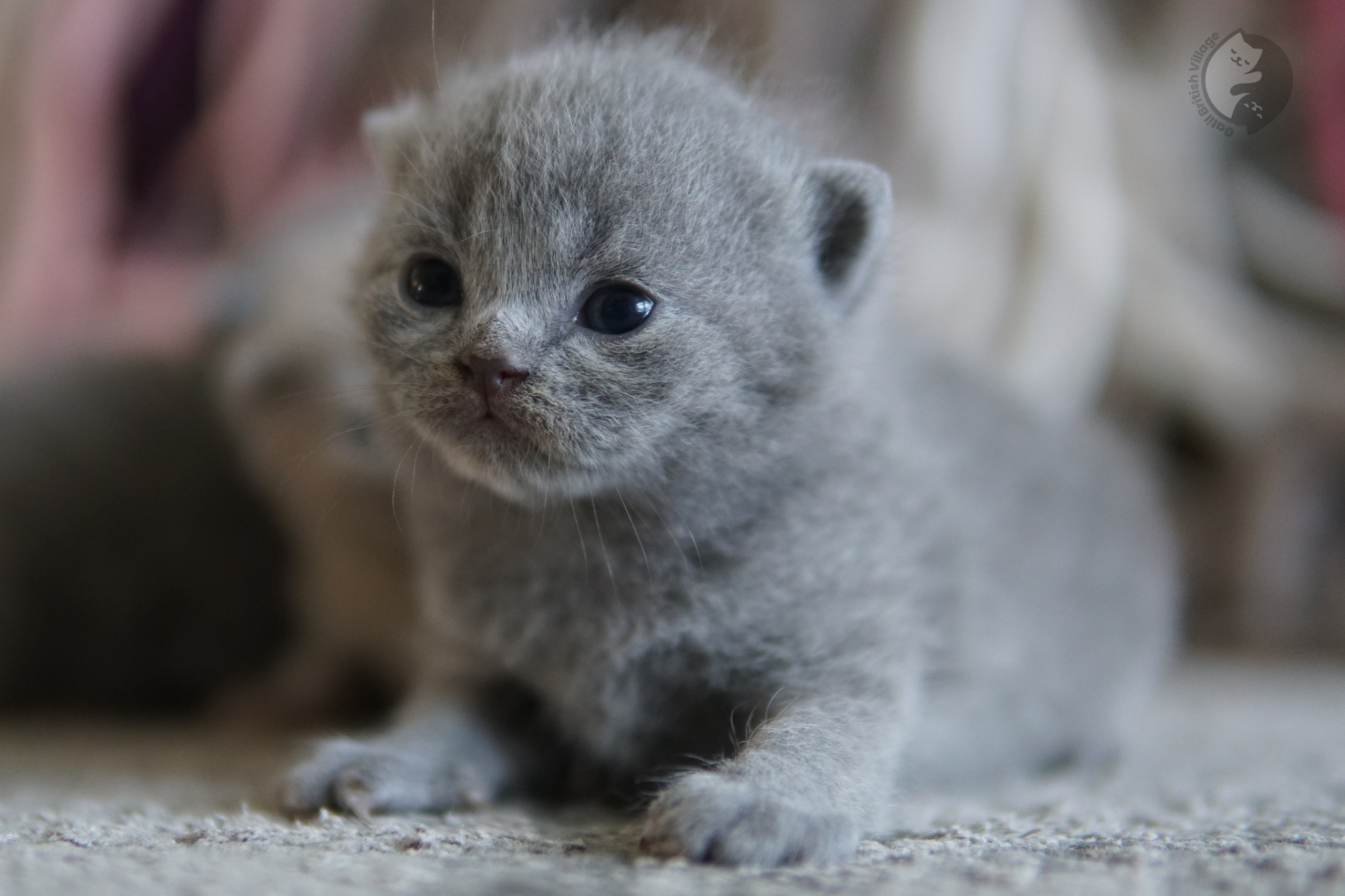 Filhote escondido sob cobertor