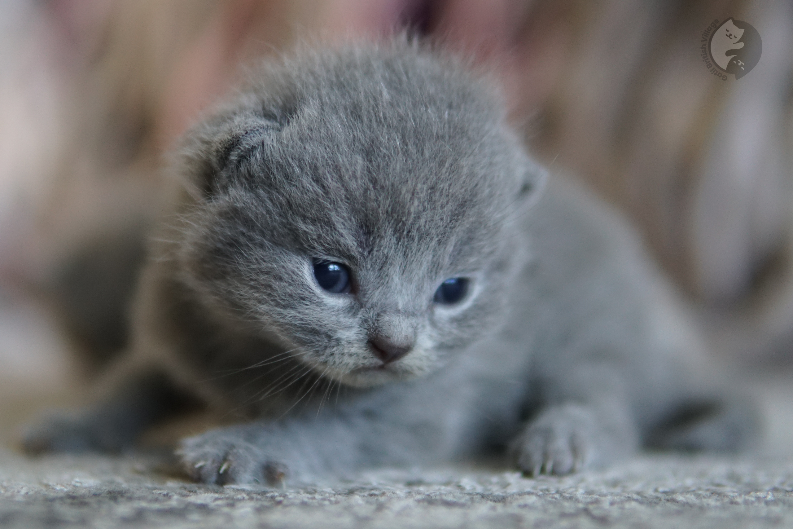 Gatinho de bochechas gordinhas