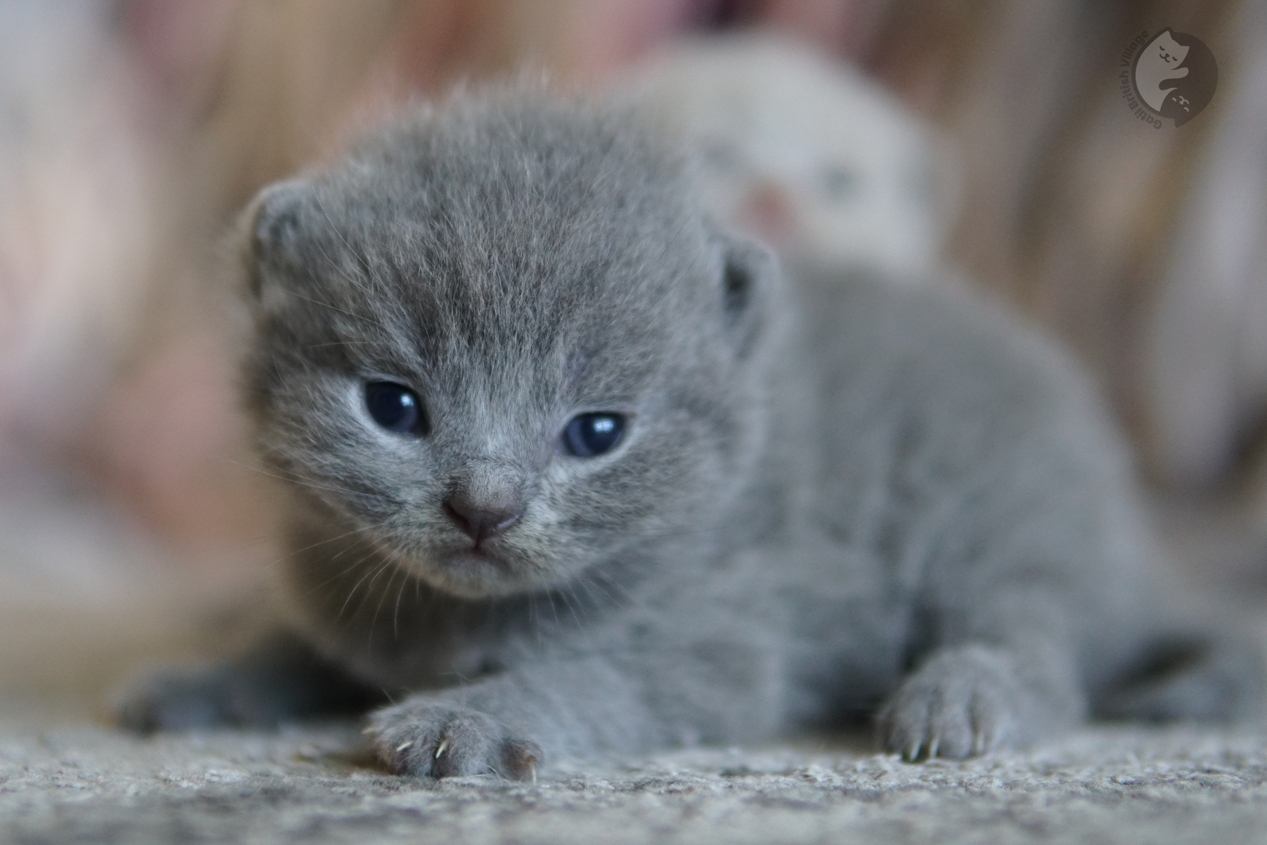Filhote brincando com novelo de lã