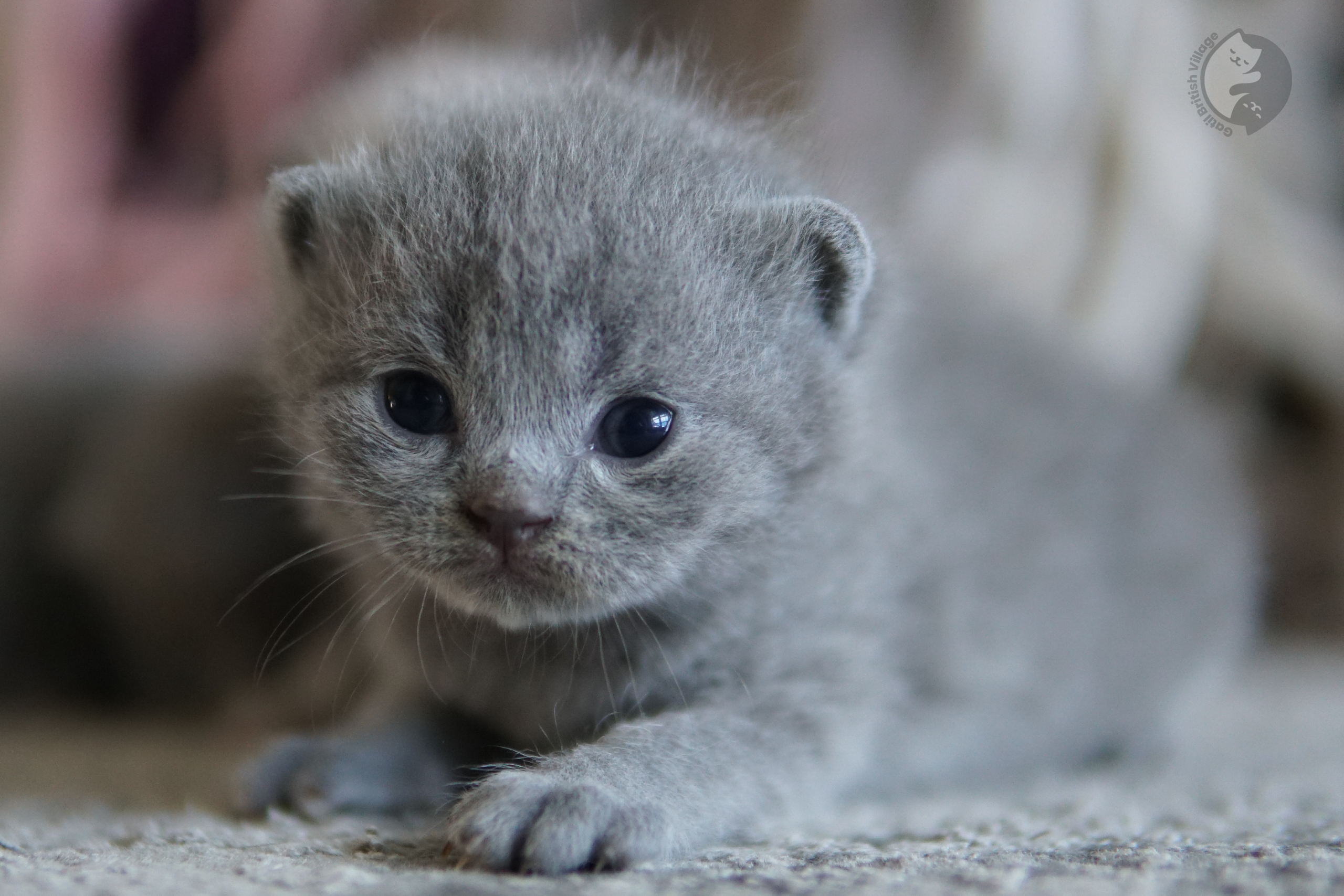 Gatinho com olhar sapeca