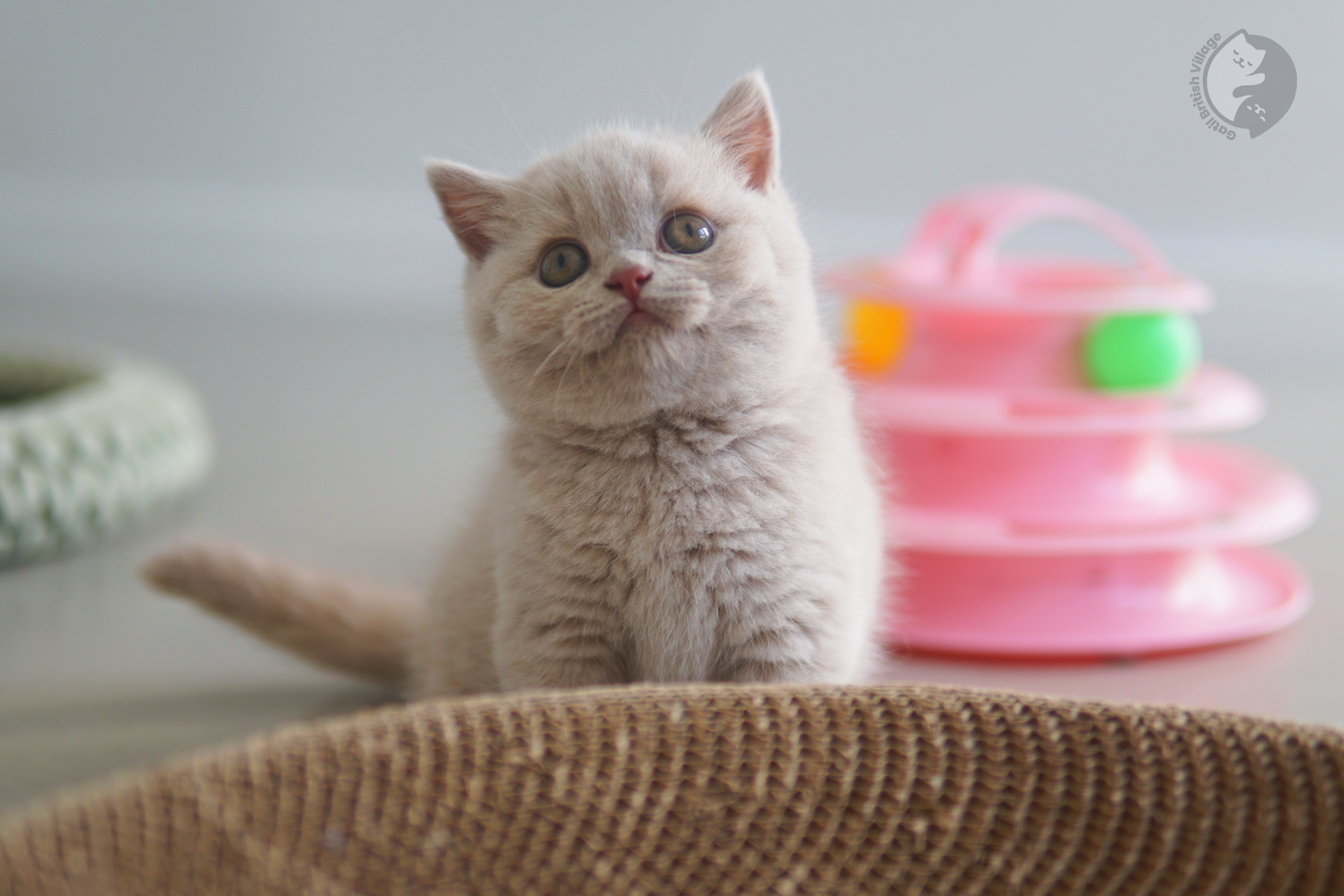Três filhotes British Shorthair aconchegados - foto 3
