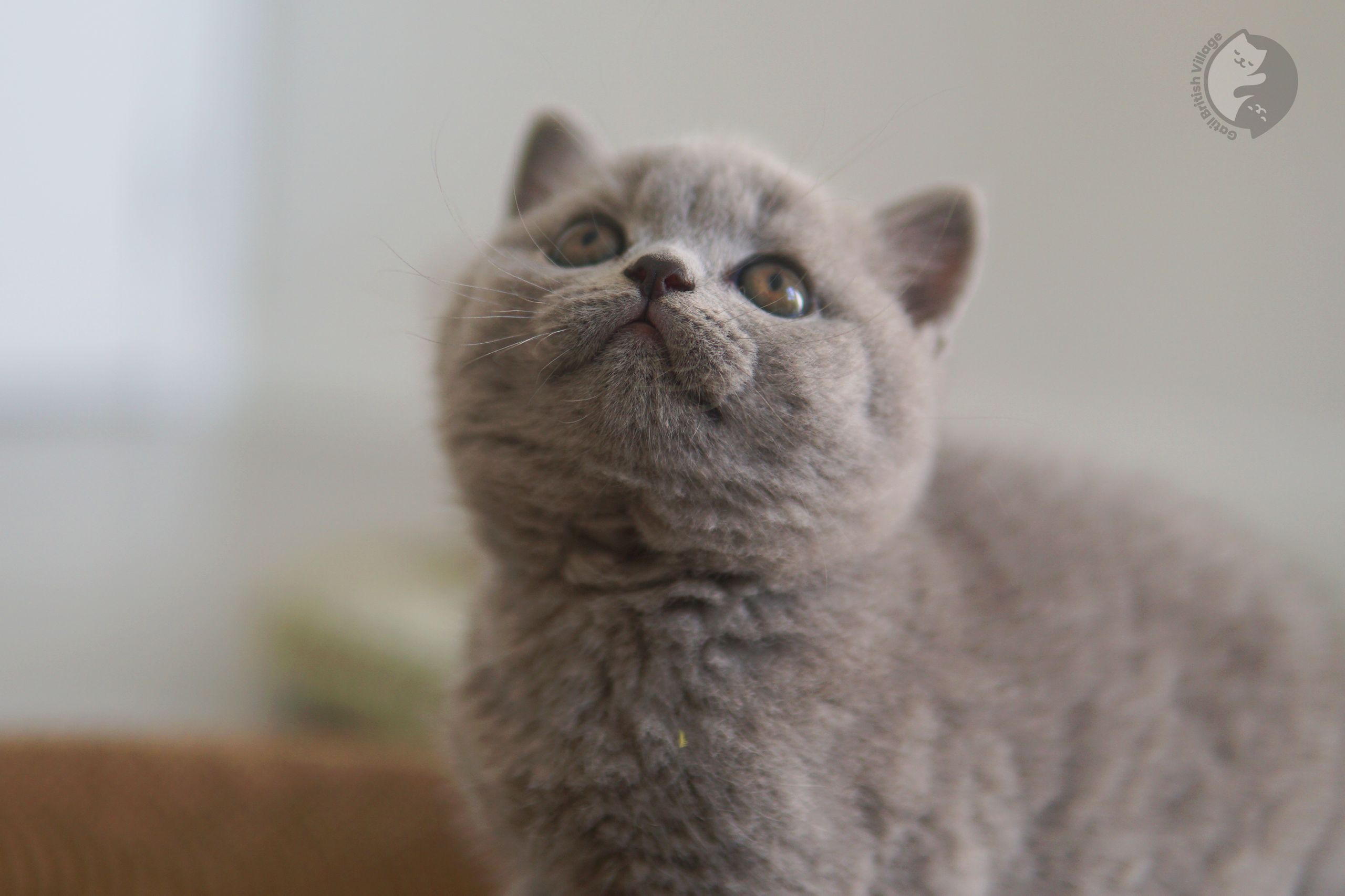 Gatinho pelagem blue da raça British Shorthair - foto 5
