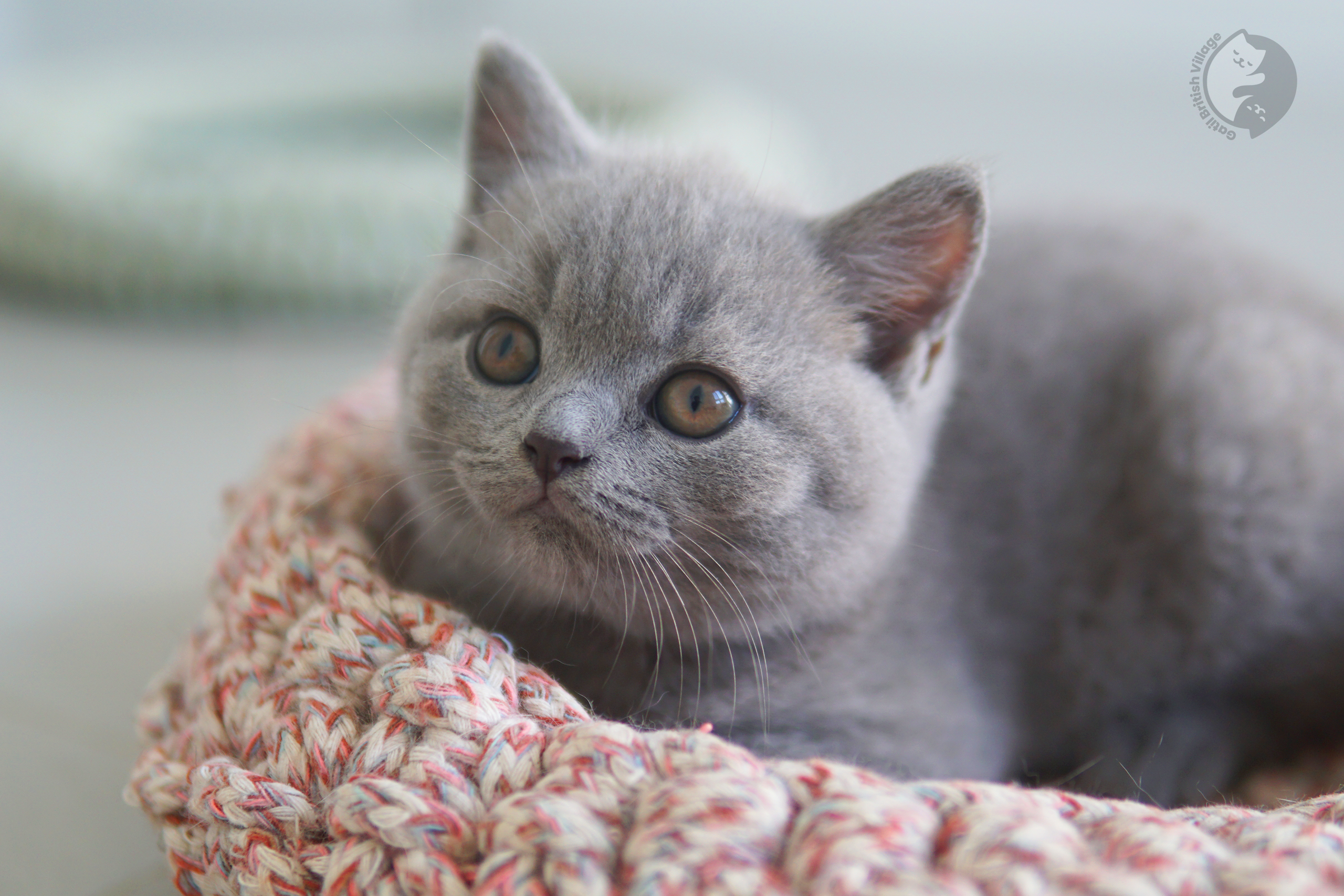 Filhote muito fofo de British Shorthair - foto 8