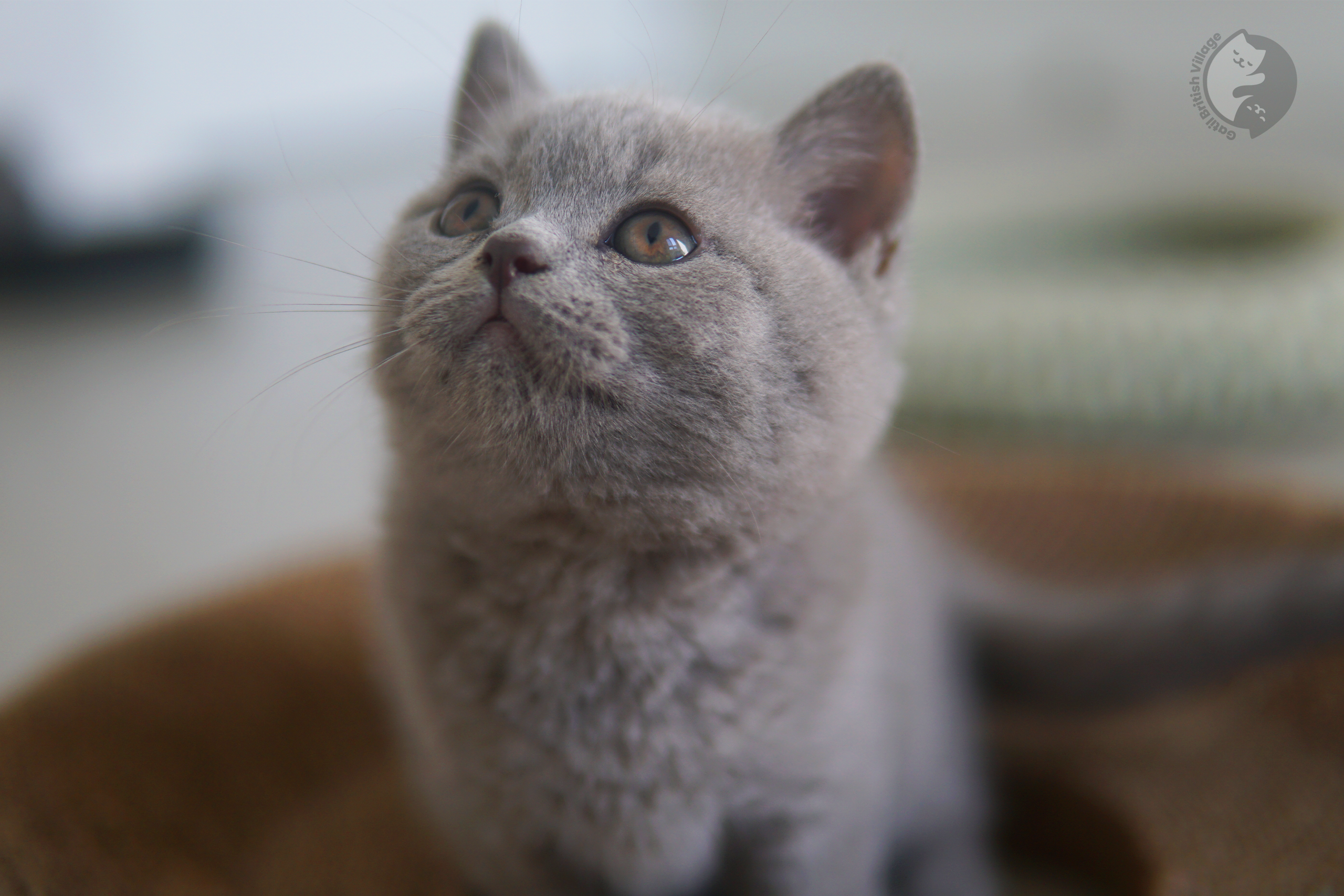 Filhotes recém-nascidos de British Shorthair - foto 12