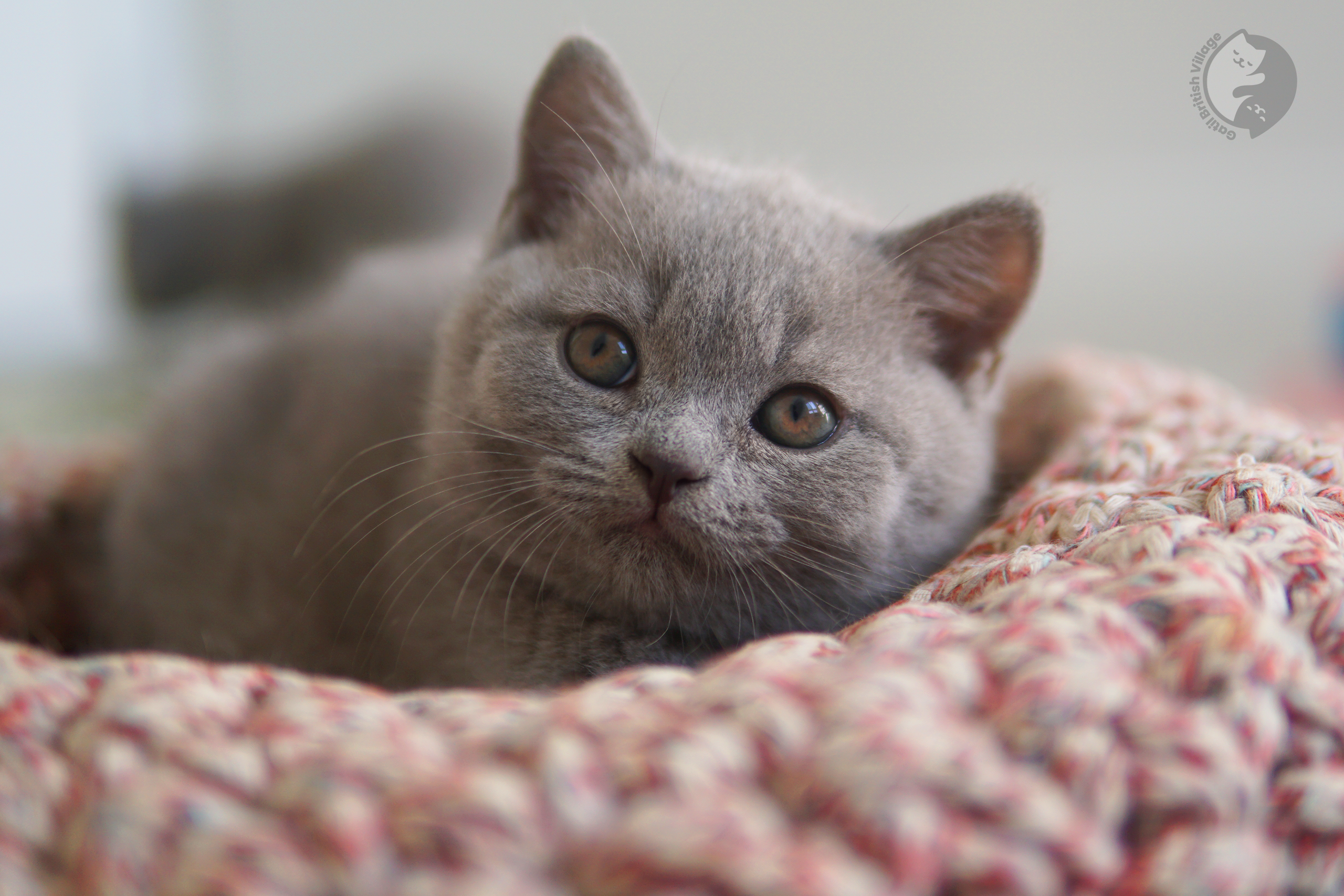 Filhotes brincando - raça British Shorthair - foto 13