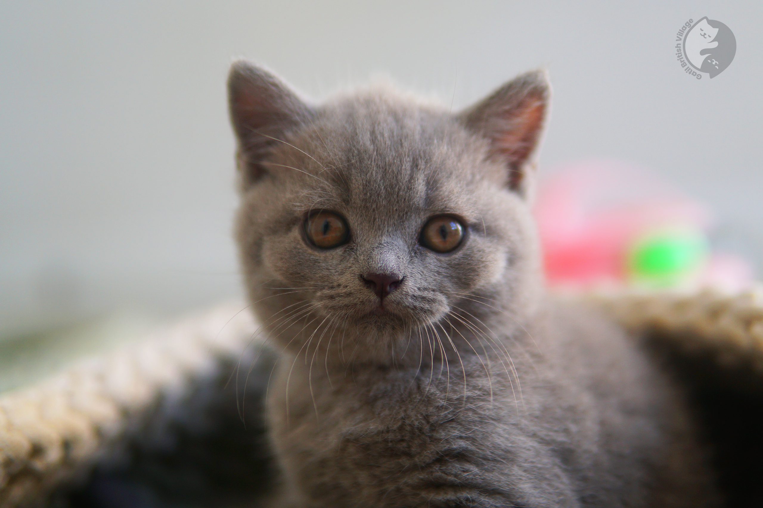 Filhote lilac British Shorthair fêmea - foto 16