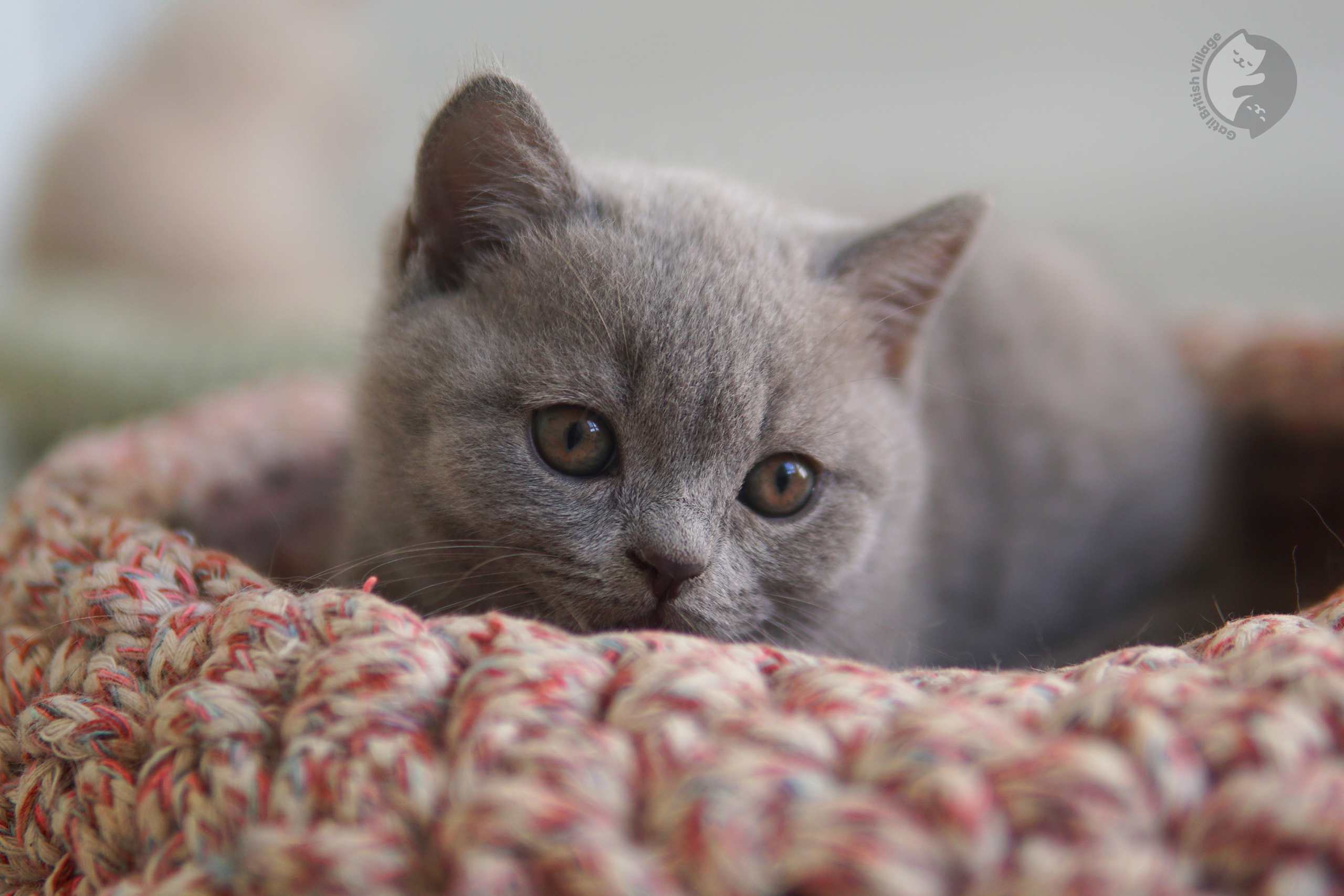 Filhote da raça British Shorthair caminhando - foto 17