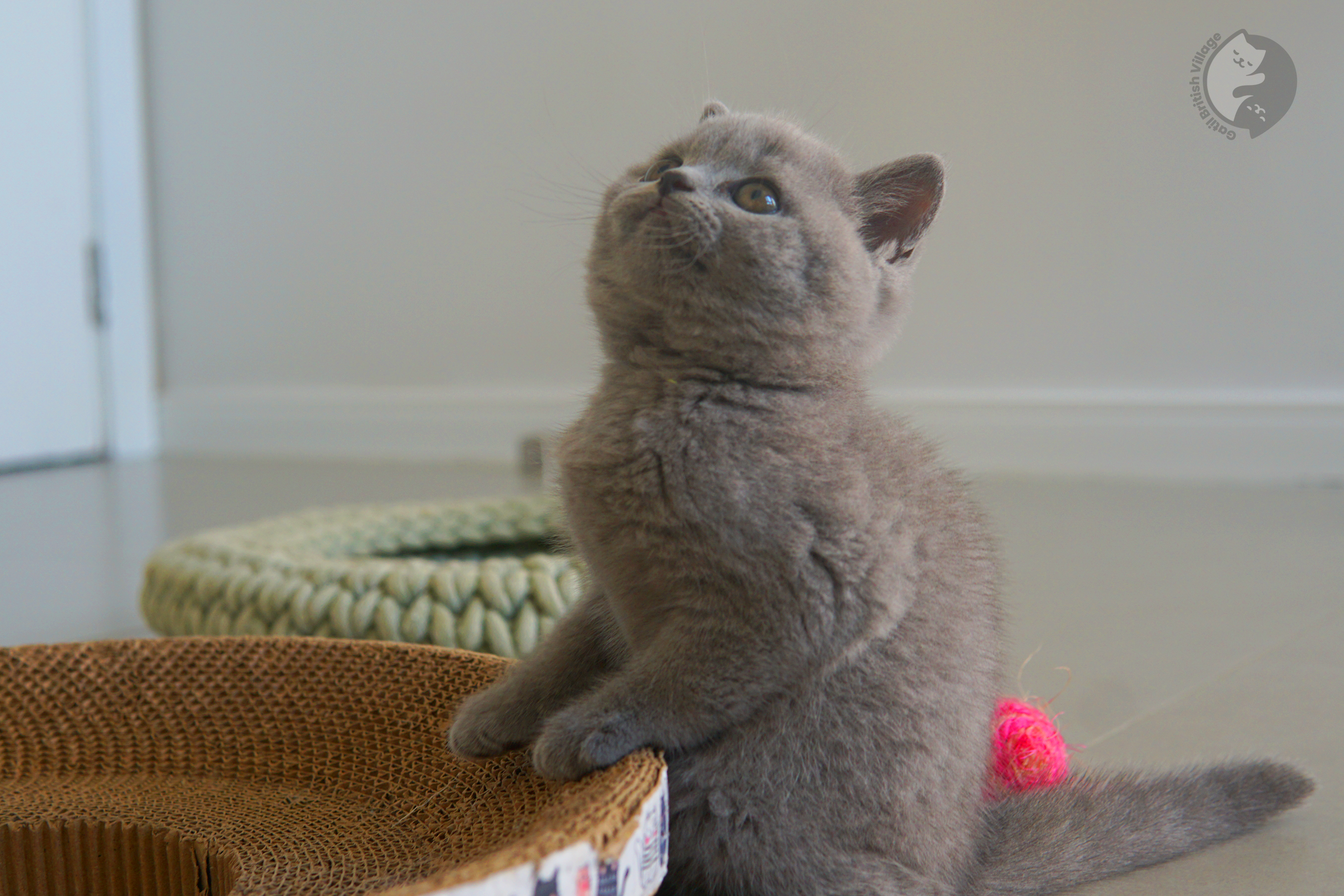 Close em gatinho British Shorthair - foto 19