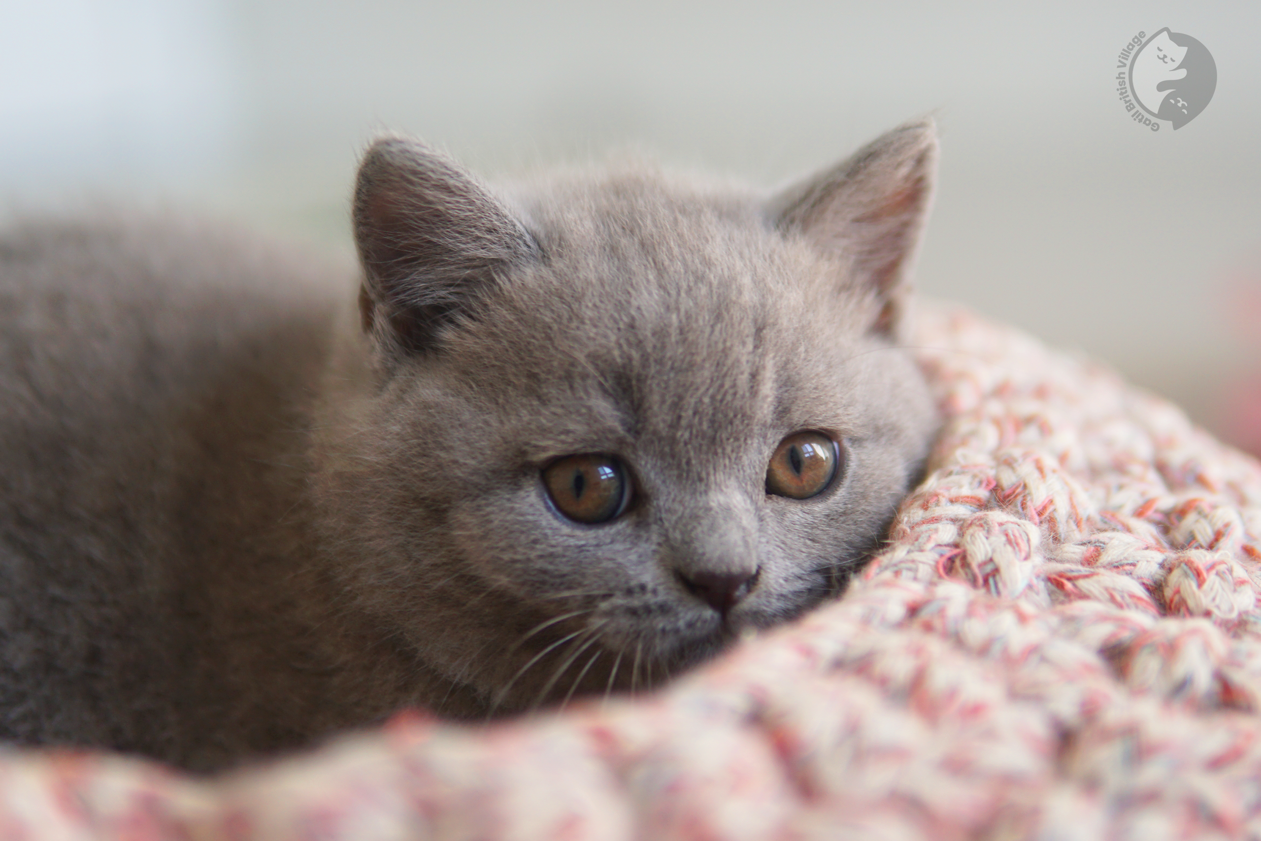 Gatinho de colo British Shorthair - foto 26