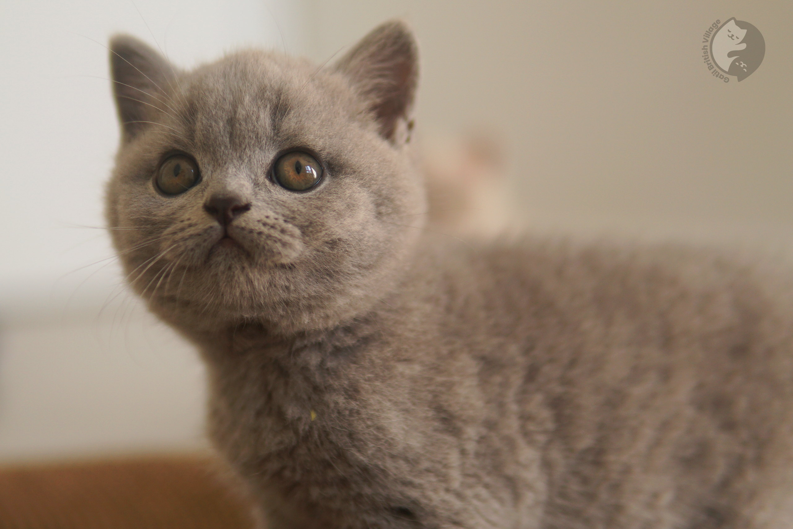 Filhotes em grupo da raça British Shorthair - foto 29