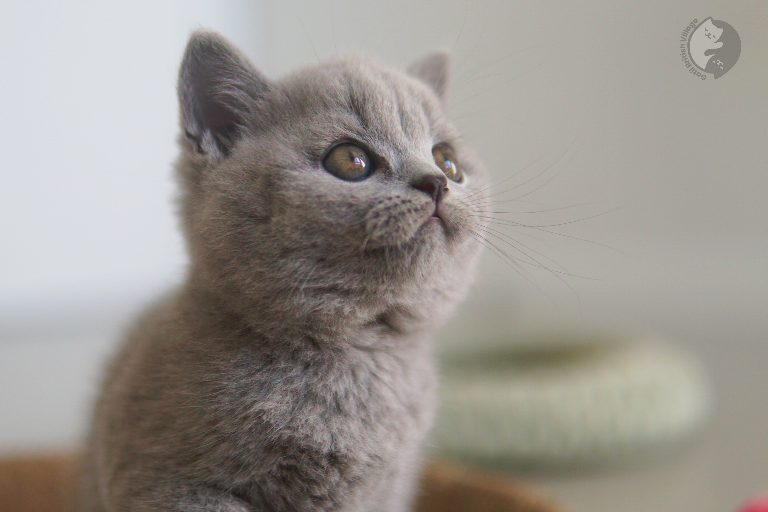 Foto de gatinho feliz da raça British Shorthair - foto 30