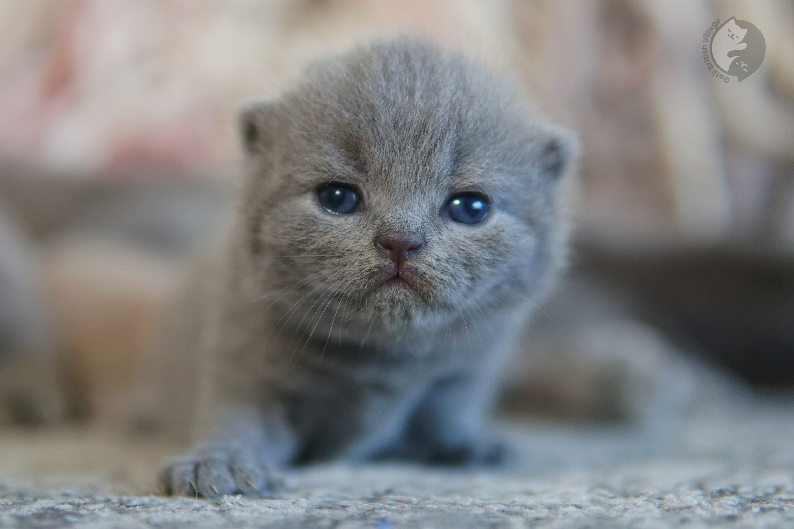 Filhote de British Shorthair em momento zen - foto 58