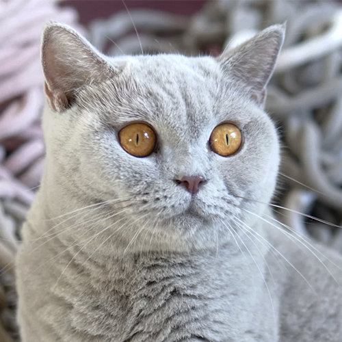 Garibaldi's Tia Tamica of British Village