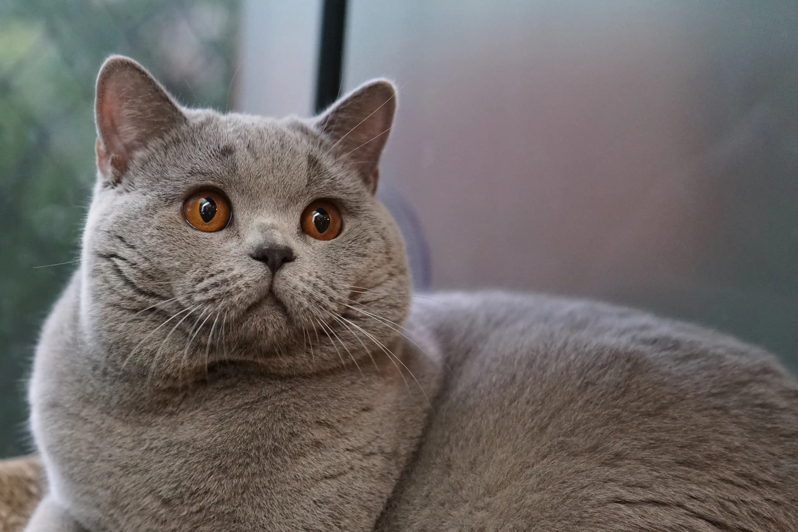 Imagem de fundo do Hero com filhote de gato