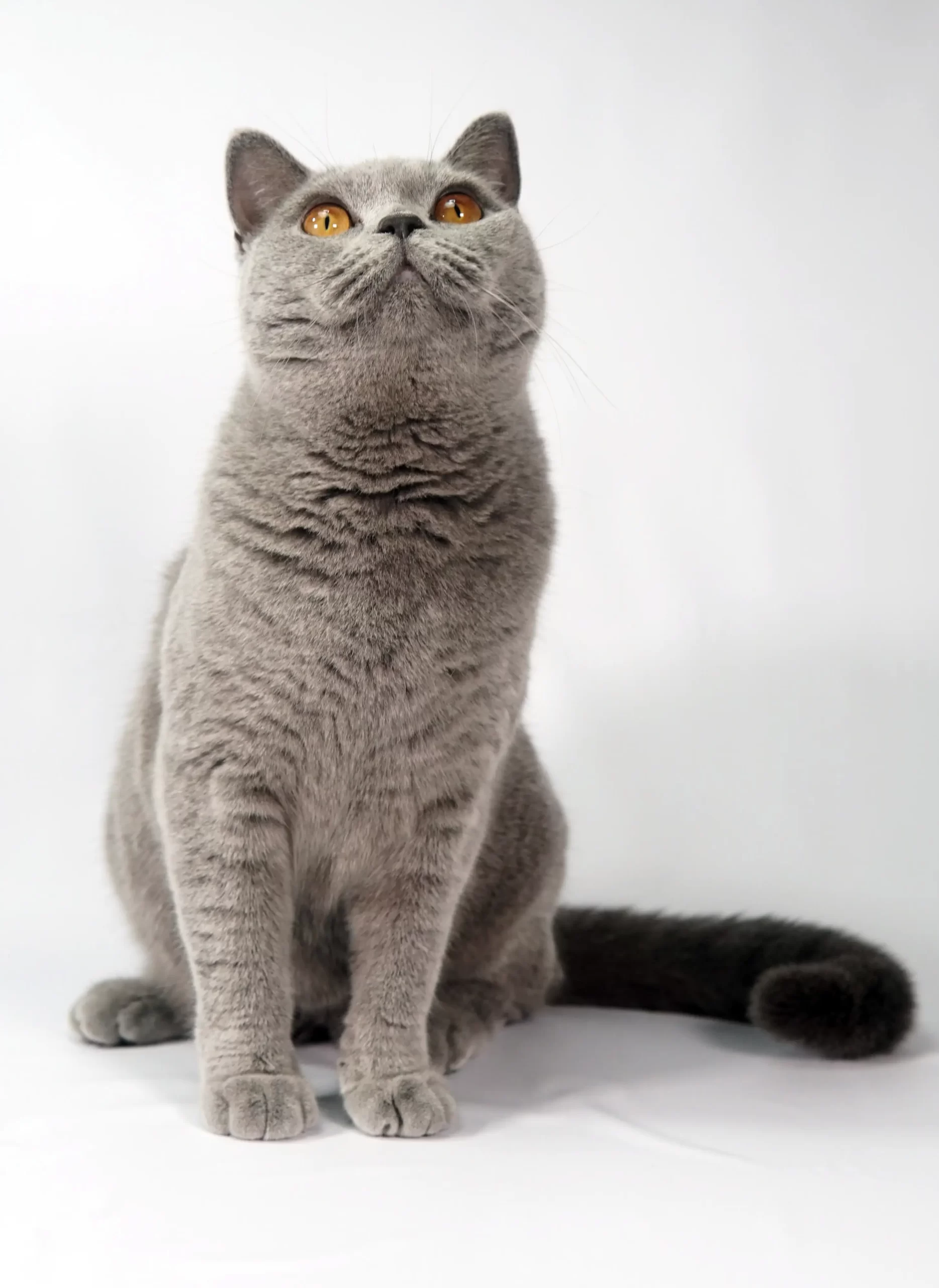 Gato adulto sendo acariciado por família