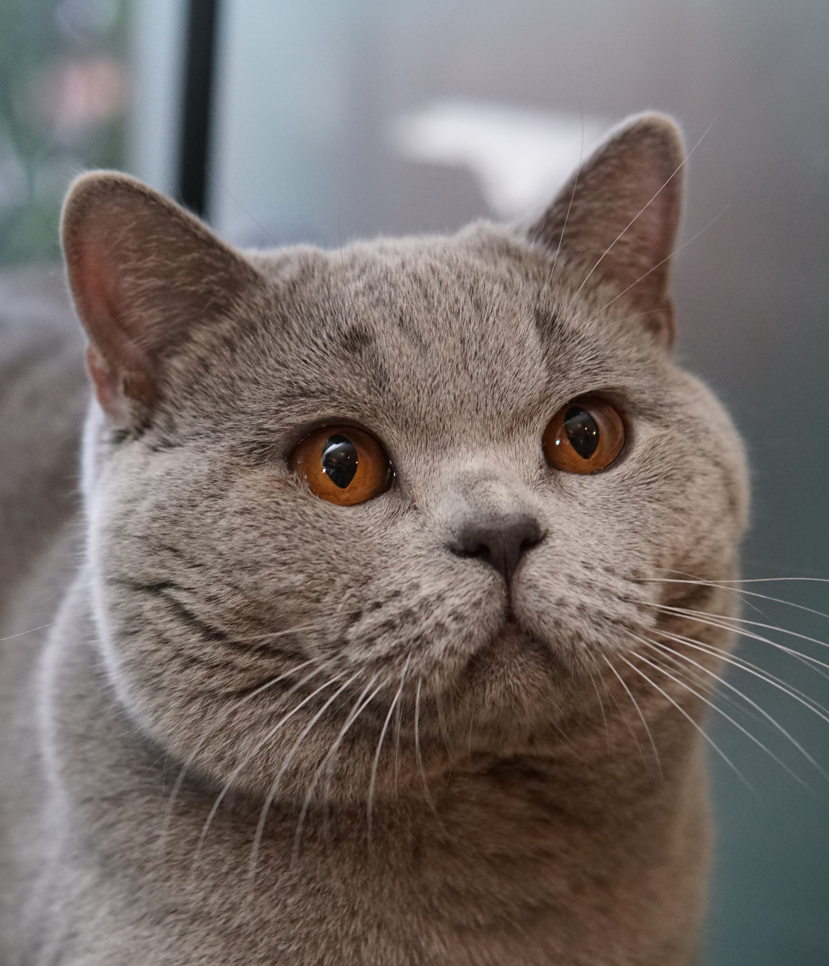 Foto do gato Hades