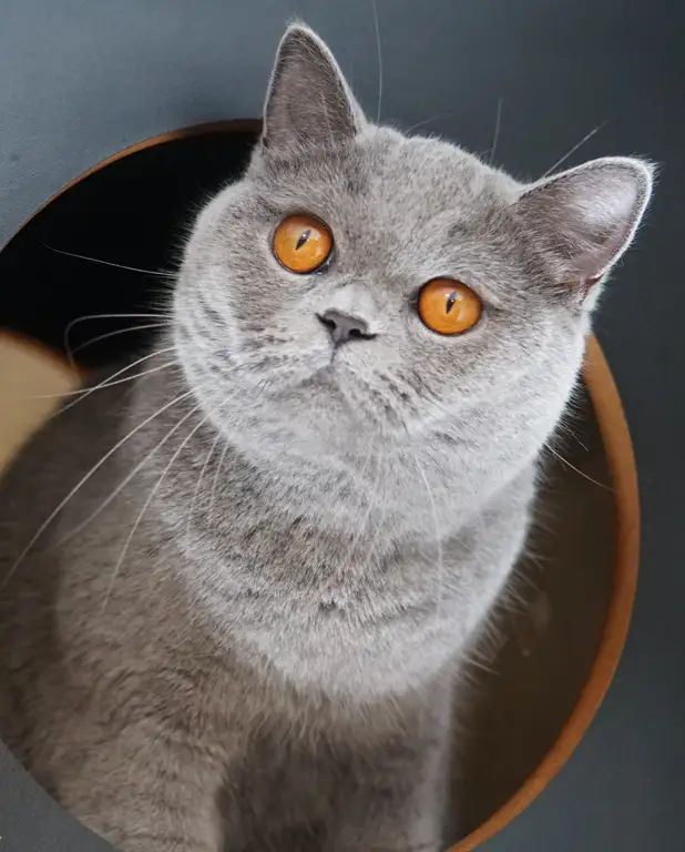Foto do gato Xaru